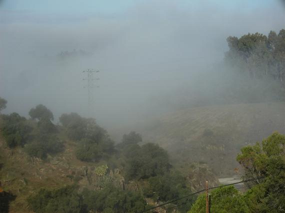 Niebla