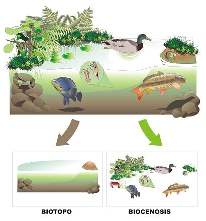 Definicin de Ecosistema